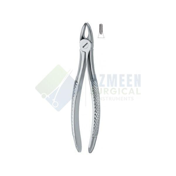 Incisors and bicuspids 37