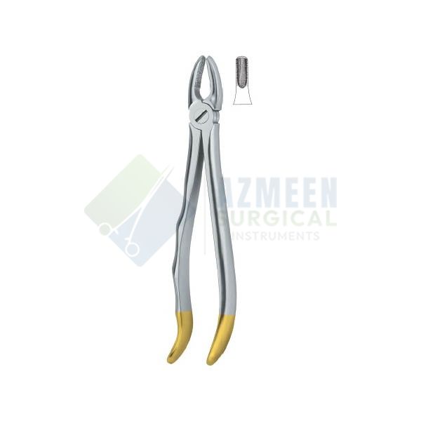 Incisors and cuspids 1 